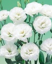 Lisianthus arena white