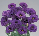 Lisianthus Magic Deep blue