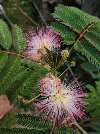 Albizia Julibrizin. Semillas. Dificultad Media