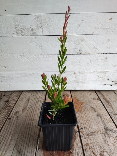 Callistemon Honeypot, maceta 9x9cm