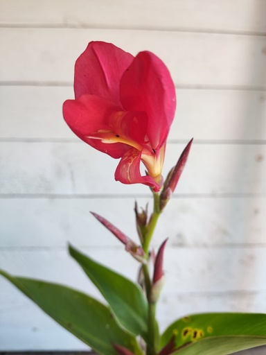 Canna Cannova Red Shades maceta 9x9cm