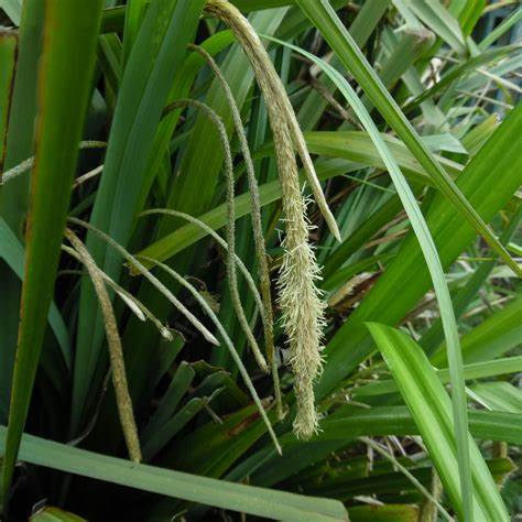 Carex Pendula