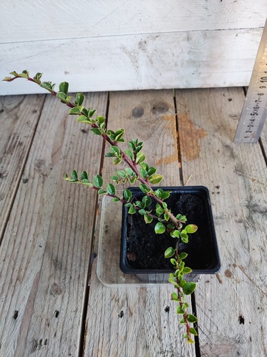 Cotoneaster horizontalis, maceta 9x9cm