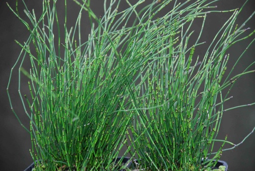 Equisetum Scirpoides