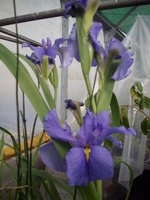 Iris laevigata