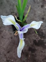 Iris Laevigata Snowdrift