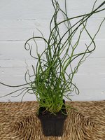 Juncus Spiralis