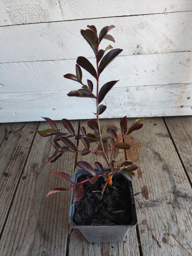 Lagestroemia Indica Red Imperator