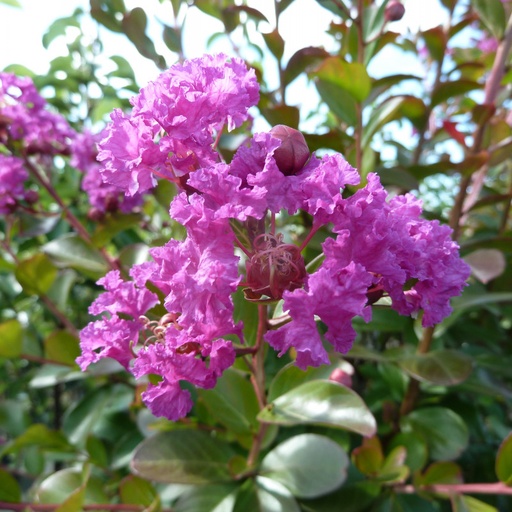 Lagestroemia indica Violet E´te