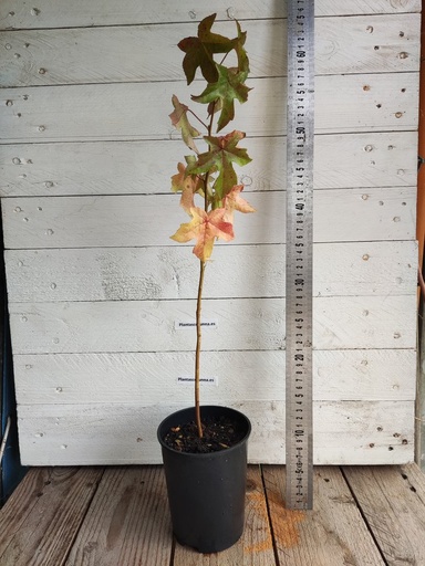 Liquidambar Styraciflua en maceta de 1 litro