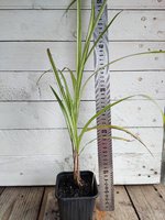 Miscanthus sinensis variegato