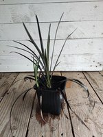 Ophiopogon nigra