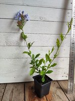 Plumbago Capensis