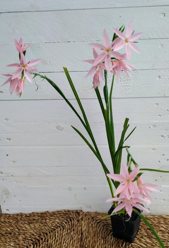 Schizoltylis Mrs. Hegarty