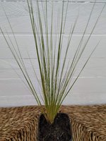 Stipa PonyTails