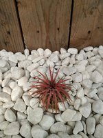 Tillandsia Ionantha red