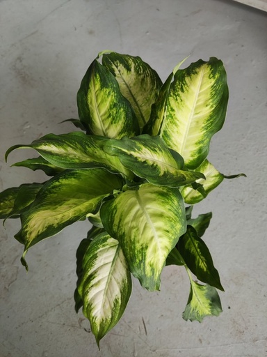 Dieffenbachia camila