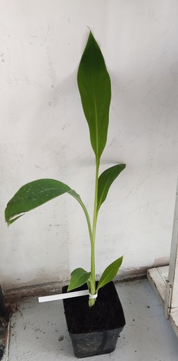 Musella lasiocarpa