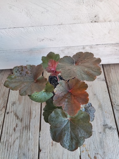 Heuchera Mocha