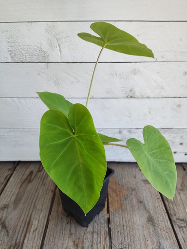 Colocasia Maui Gold