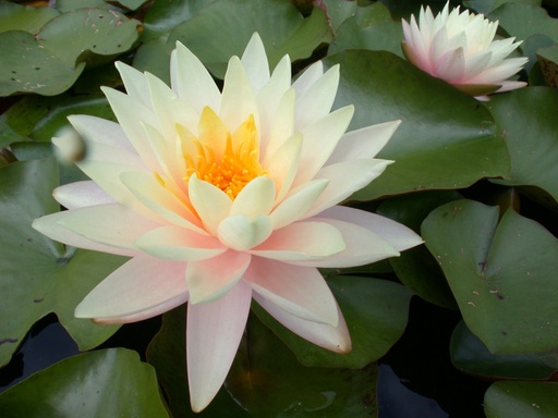 Nymphaea Florida Sunset