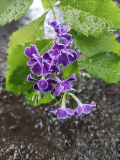 Duranta erecta