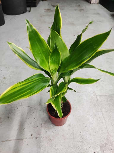 Dracena fragans golden