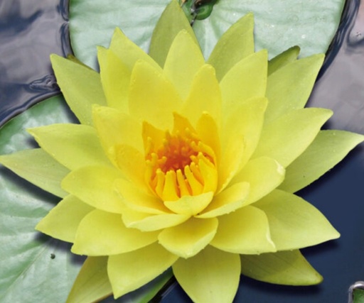 Nymphaea Yellow