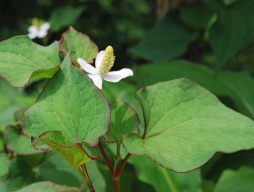 Houttuynia verde