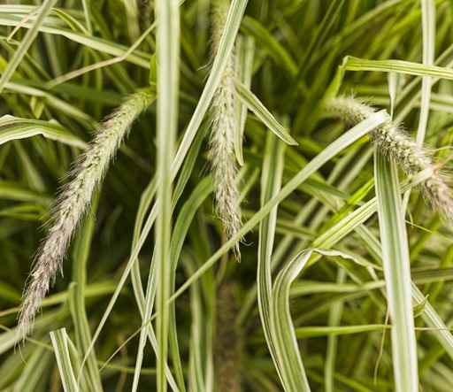 Pennisetum variegato