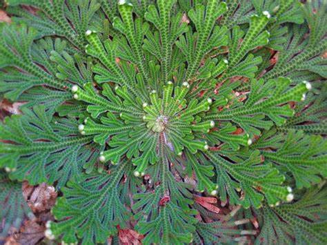 Selaginella lepidophylla