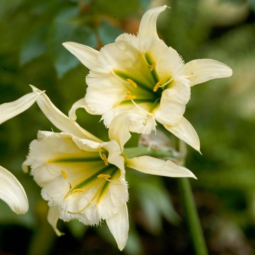 Hymenocallis Sulphur Queen