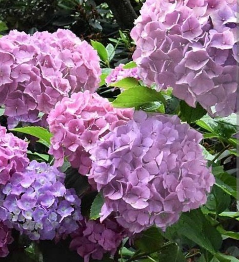 Hydrangea Renata Steigner