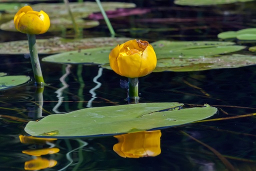 Nuphar