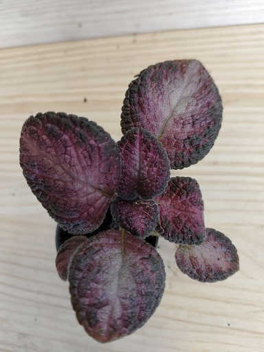 Episcia malayan gem