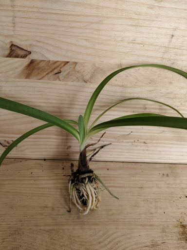 Agapanthus alba