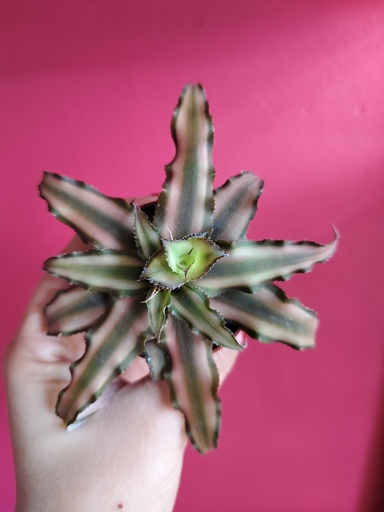 Cryptanthus