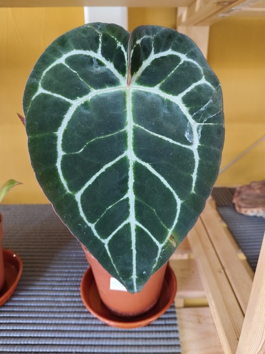 Anthurium Crystallinum