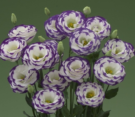 Lisianthus blue picotee